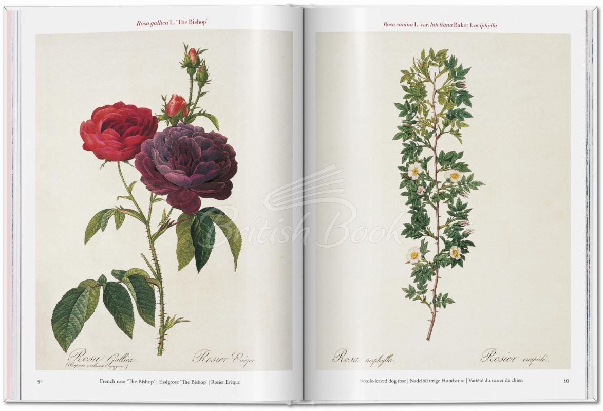 Книга Redouté: Roses зображення 4