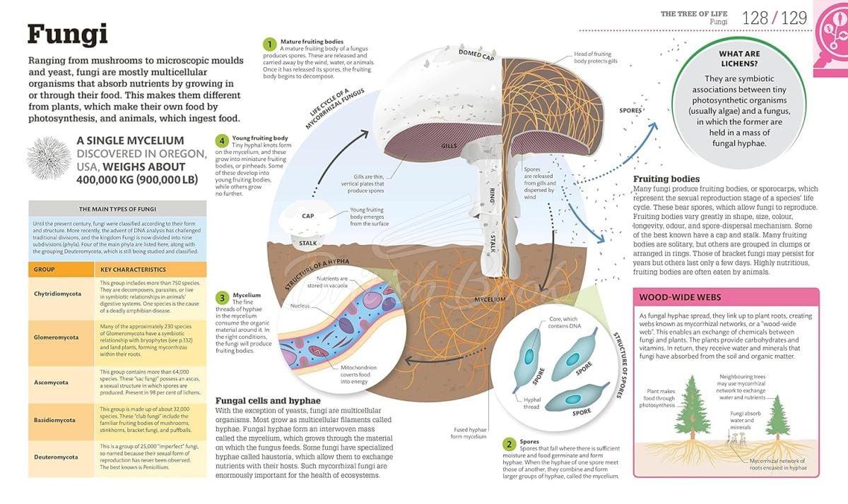 Книга How Biology Works зображення 8