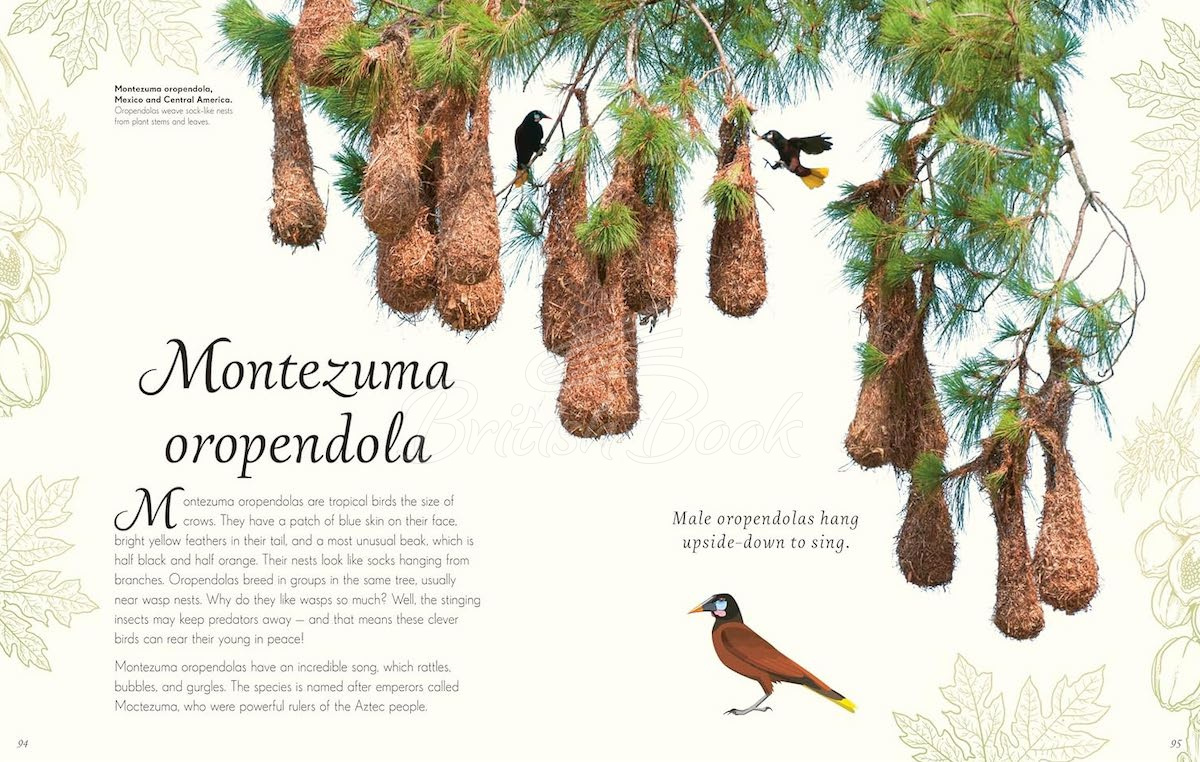 Книга An Anthology of Exquisite Birds зображення 6