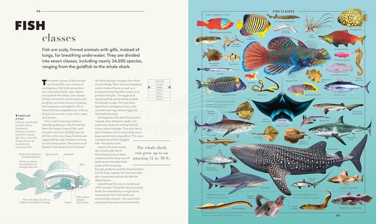 Книга Knowledge: A Visual Compendium изображение 9