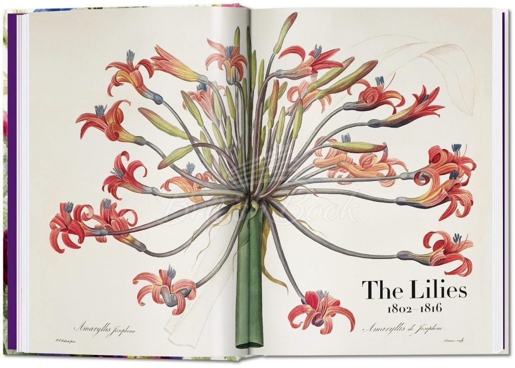 Книга Redouté: The Book of Flowers зображення 1