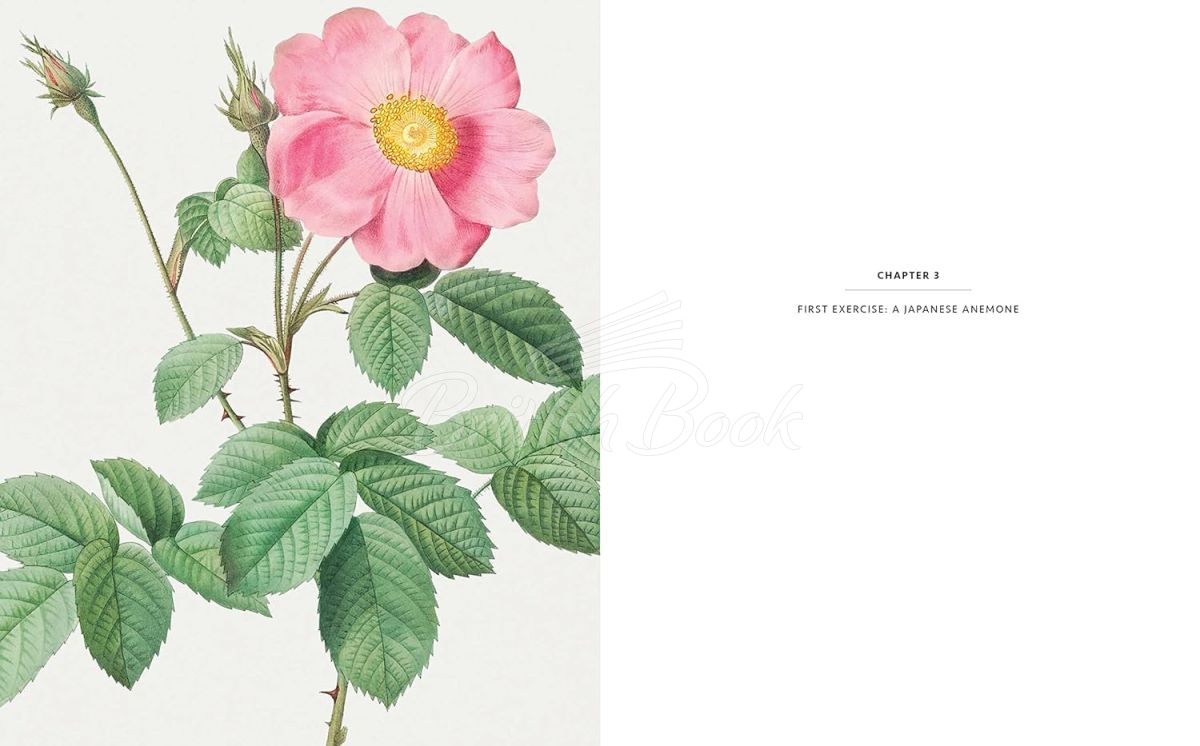 Книга The Kew Gardens Botanical Artist: Learn to Draw and Paint Flowers in the Style of Pierre-Joseph Redouté	 зображення 1