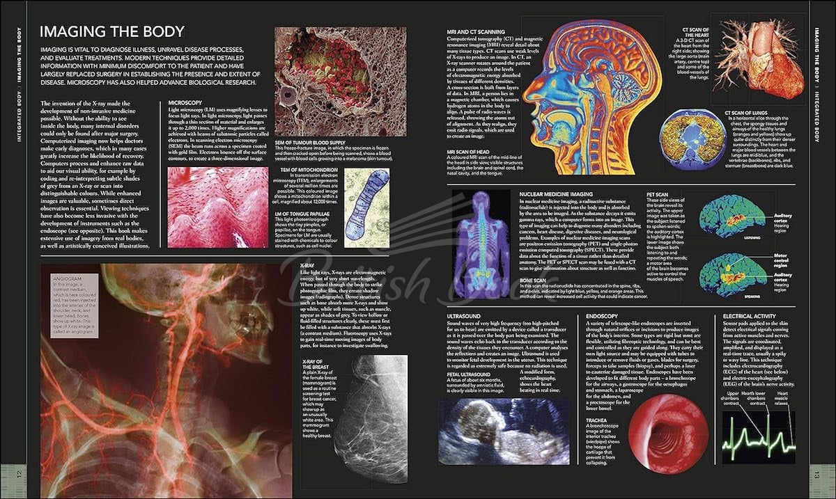 Книга The Human Body Book зображення 7
