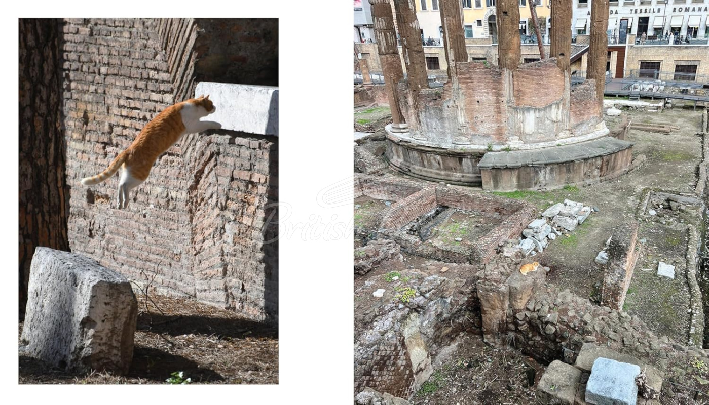Книга Cats of Rome зображення 6