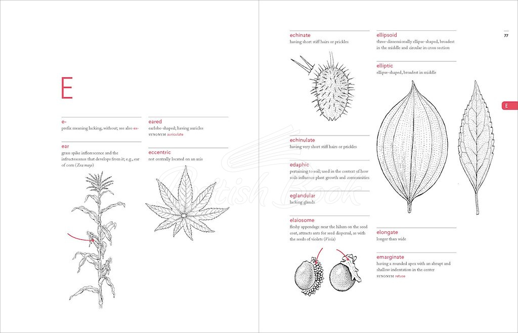 Книга A Botanist's Vocabulary изображение 5