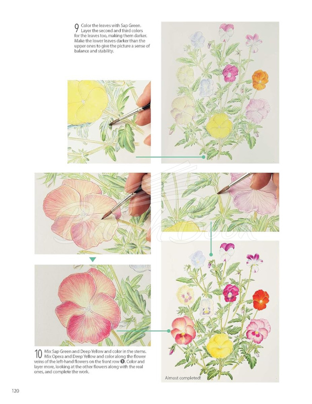 Книга A Step-by-Step Guide to Botanical Drawing and Painting зображення 13