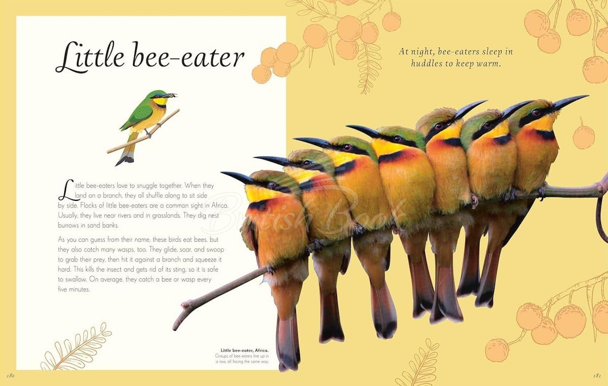 Книга An Anthology of Exquisite Birds зображення 8