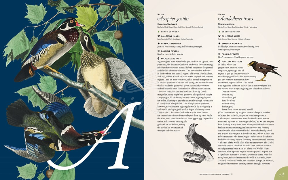 Книга The Complete Language of Birds изображение 2