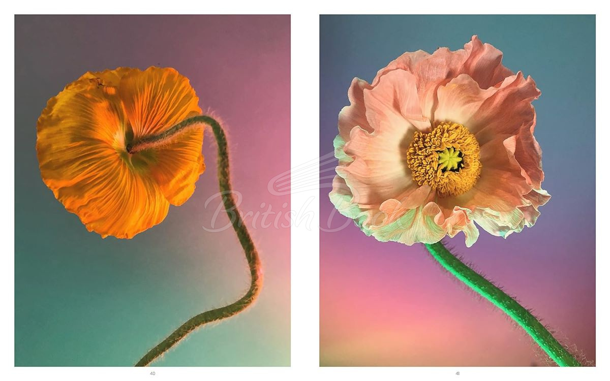 Книга Still Life зображення 4
