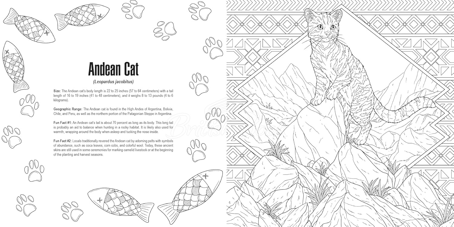 Книга Cats: A Smithsonian Coloring Book зображення 4