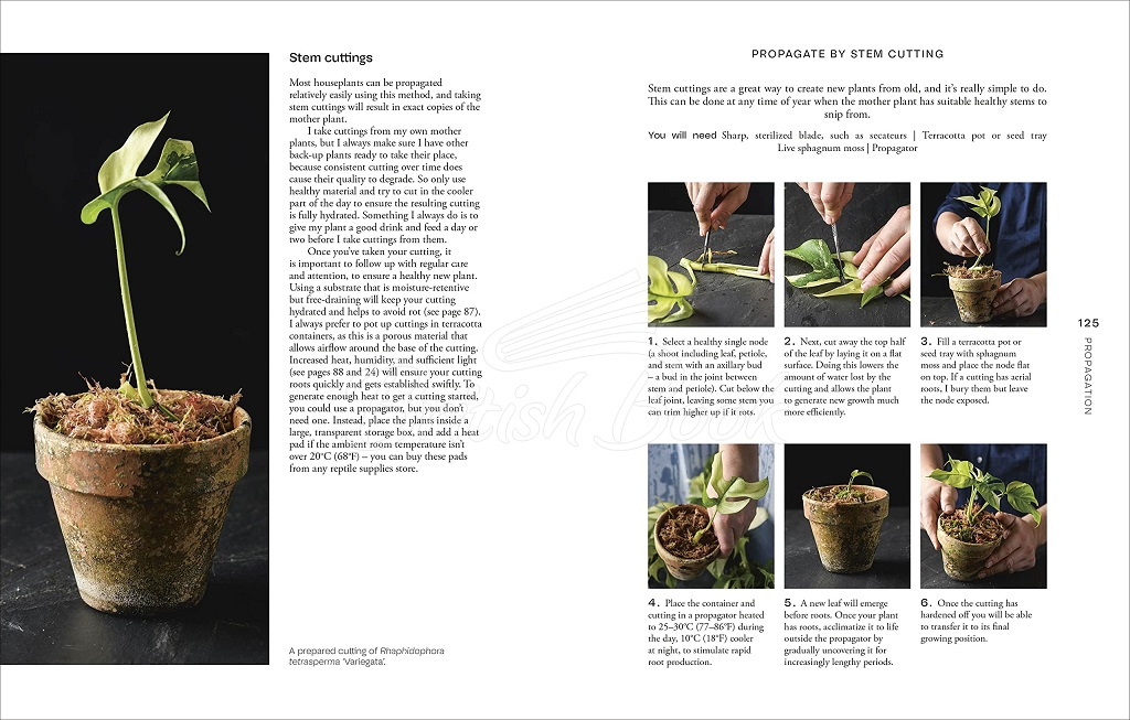 Книга Not Another Jungle: Comprehensive Care for Extraordinary Houseplants зображення 7