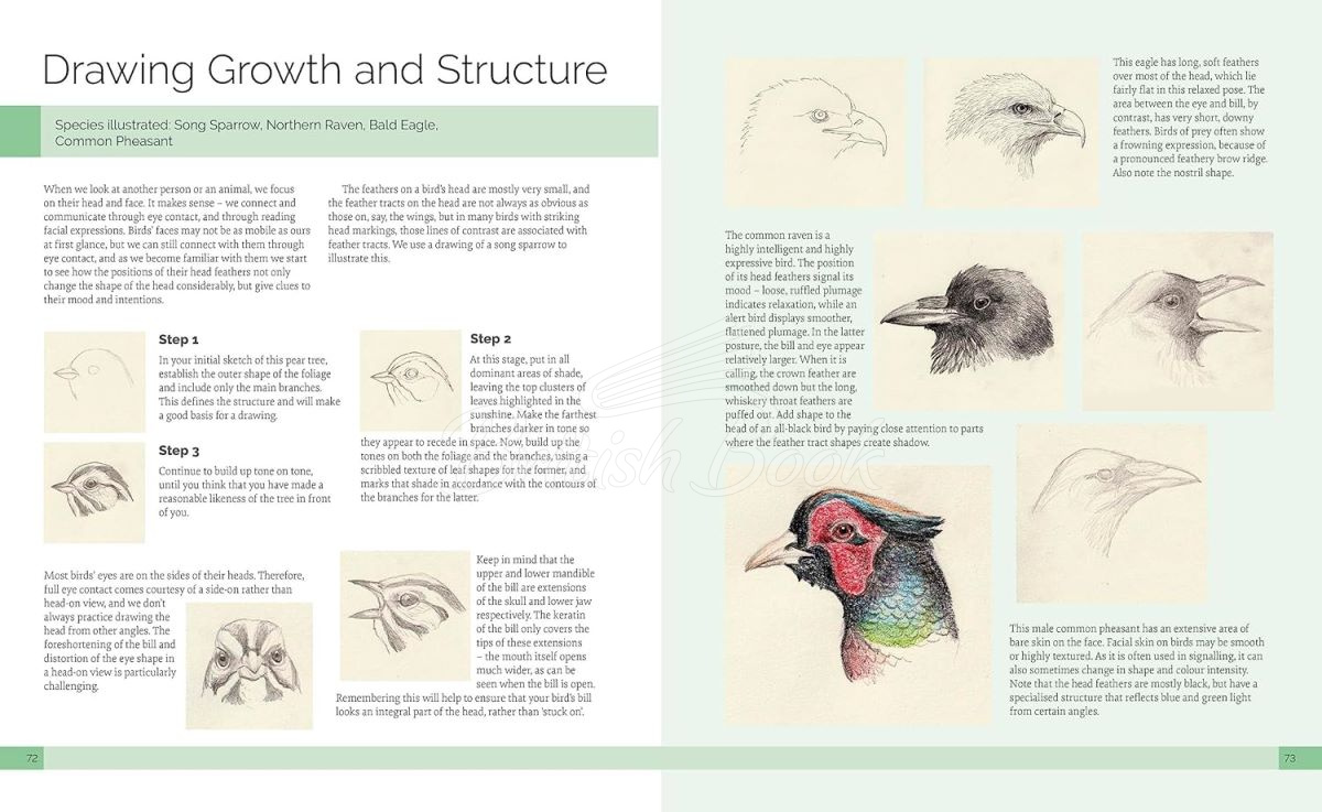 Книга Drawing Birds: A Complete Step-by-Step Guide изображение 1