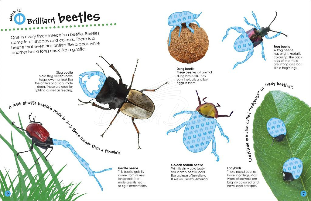 Книга The Ultimate Sticker Book: Bugs зображення 5