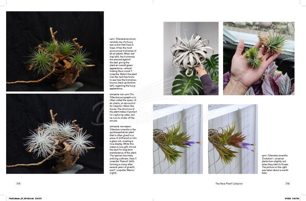 Книга The New Plant Collector зображення 7