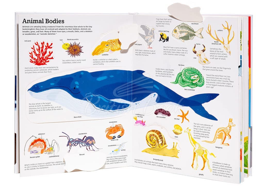 Книга The Ultimate Book of Animals зображення 1