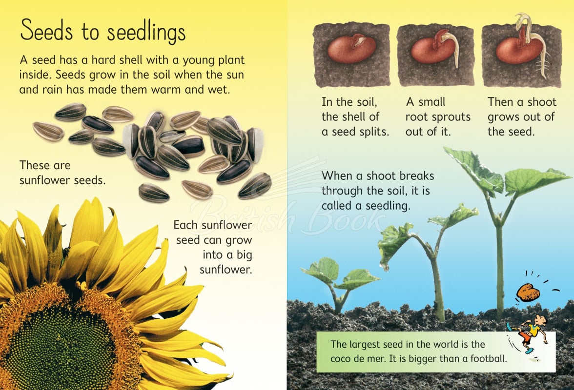 Книга Usborne Beginners How Flowers Grow зображення 1