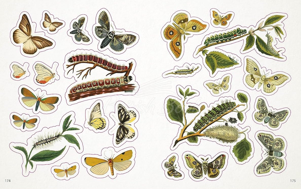 Книга The Bees, Birds, and Butterflies Sticker Anthology зображення 7