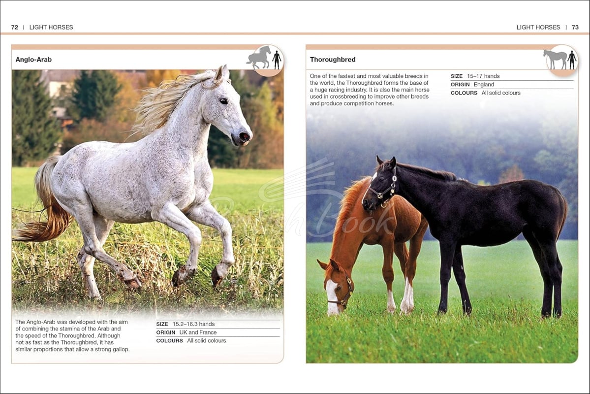 Книга Pocket Eyewitness: Horses зображення 3