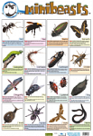 Mini Beasts