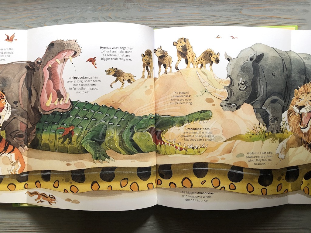 Книга Big Book of Animals изображение 4