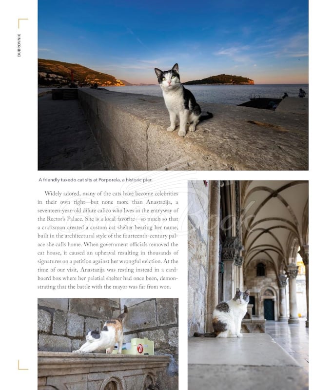 Книга Cats of the World изображение 5