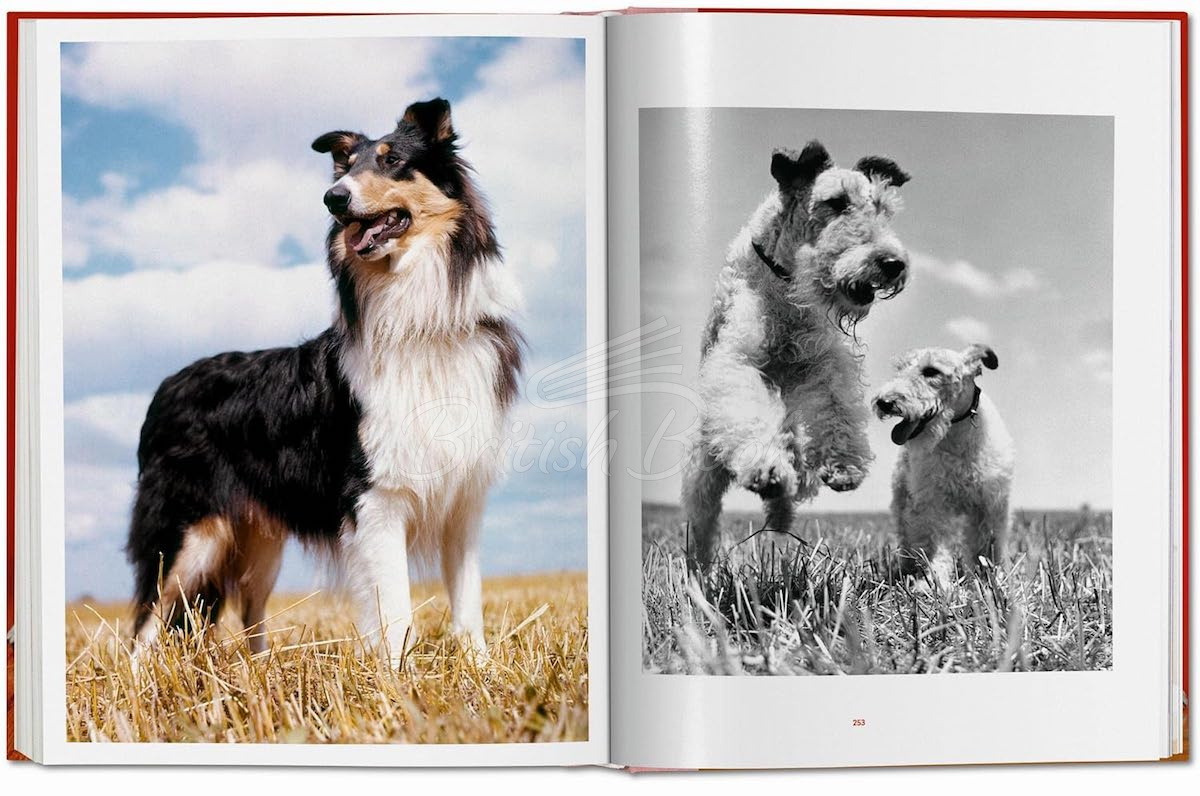 Книга Walter Chandoha. Dogs. Photographs 1941–1991 изображение 10