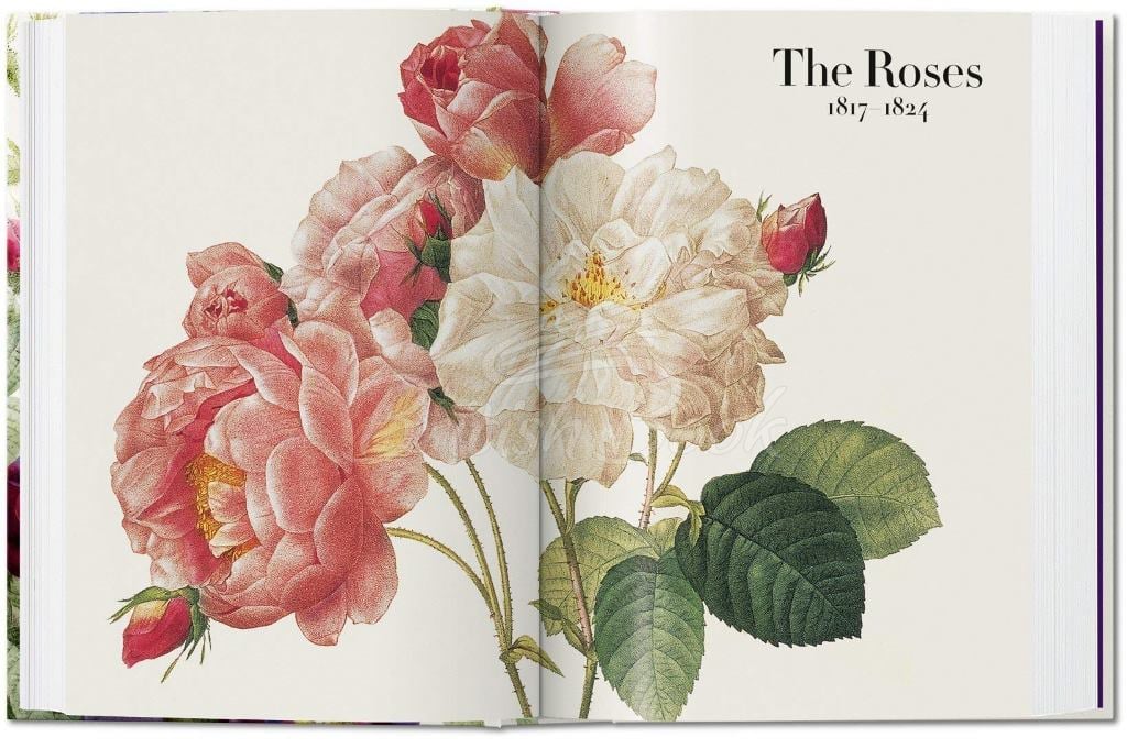 Книга Redouté: The Book of Flowers (40th Anniversary Edition) изображение 3