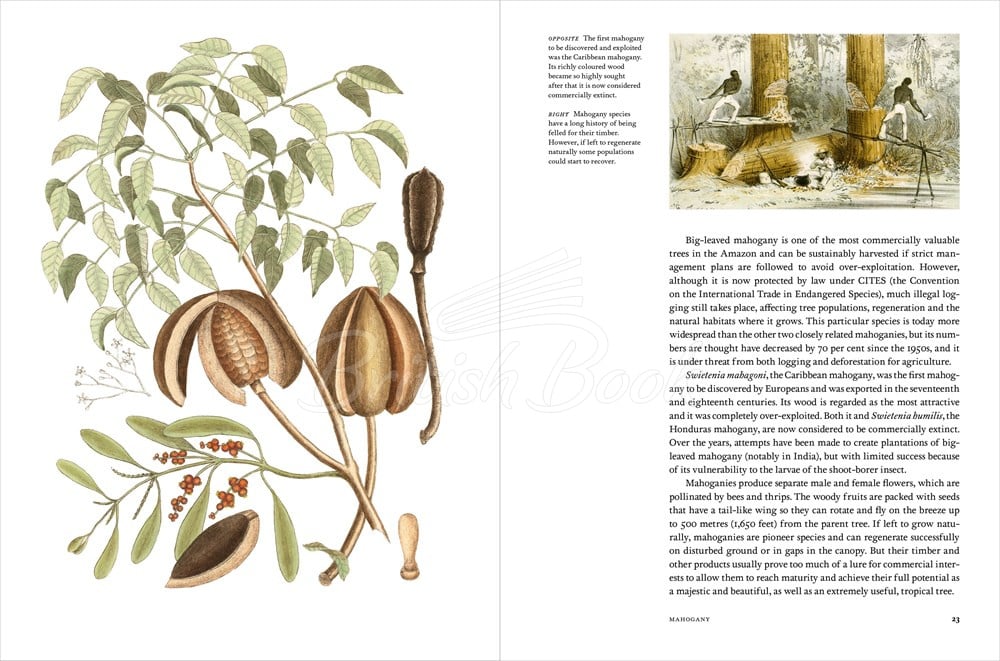Книга Remarkable Trees изображение 7