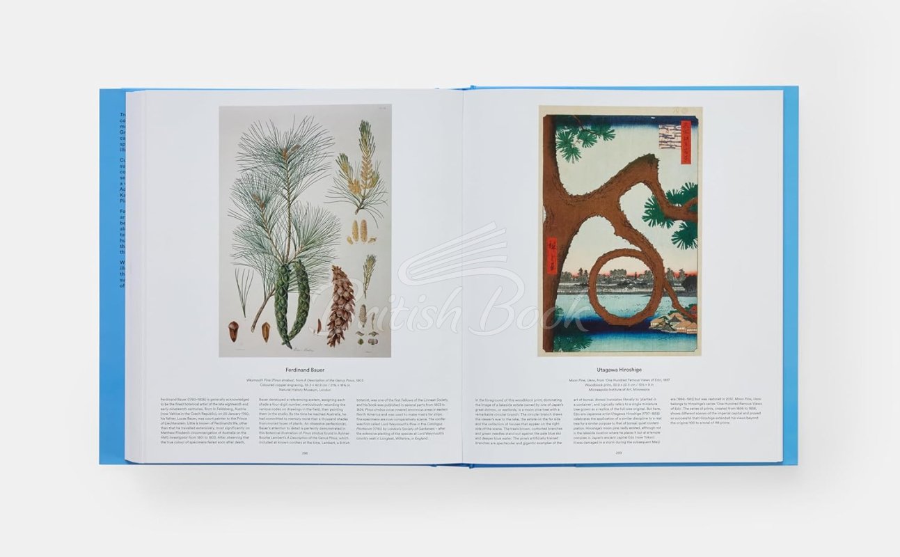 Книга Tree: Exploring the Arboreal World зображення 13