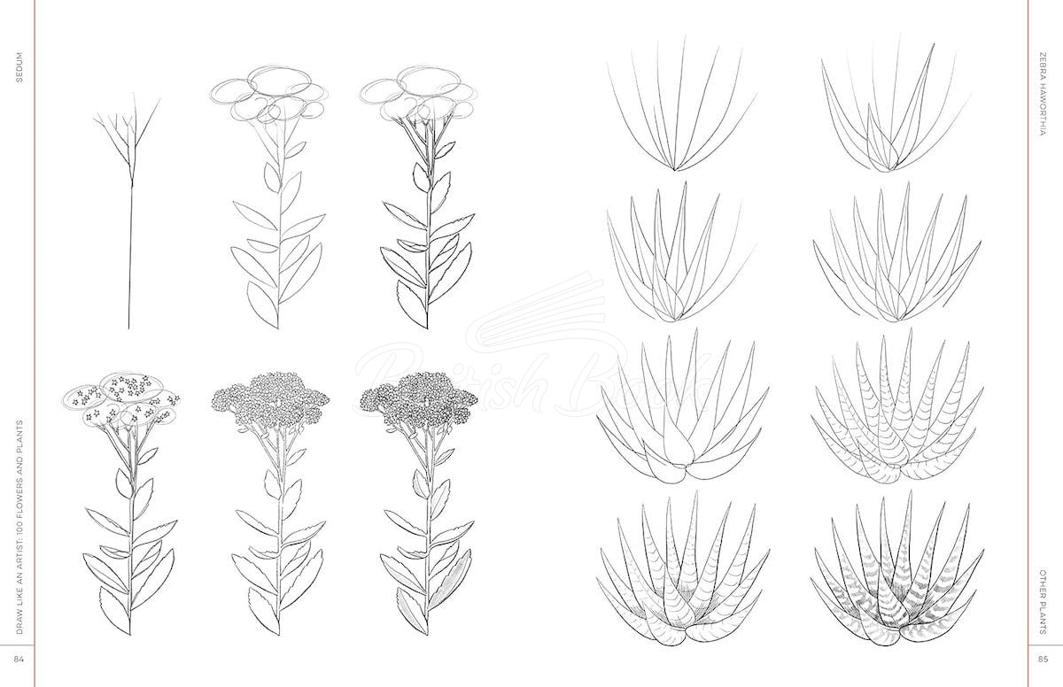 Книга Draw Like an Artist: 100 Flowers and Plants зображення 5
