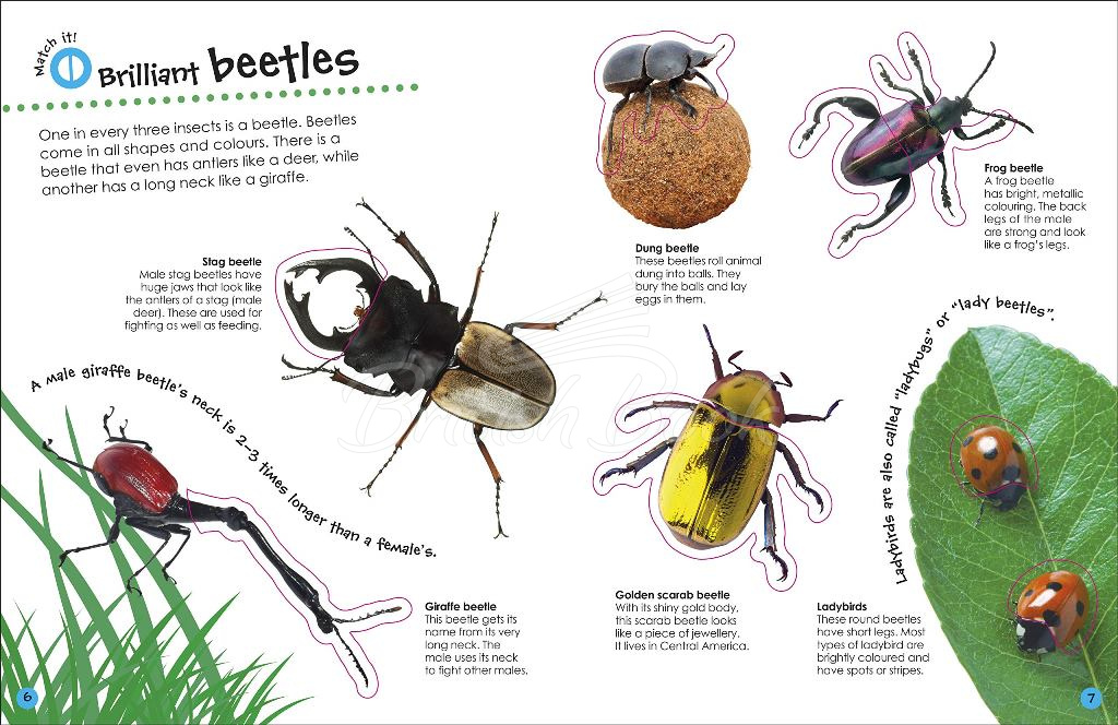 Книга The Ultimate Sticker Book: Bugs изображение 4