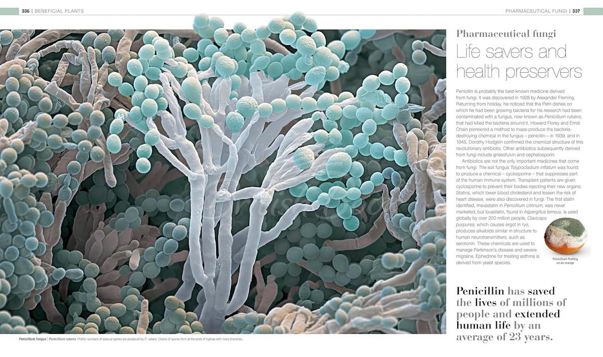 Книга Plants & Fungi: The Definitive Visual Guide изображение 7