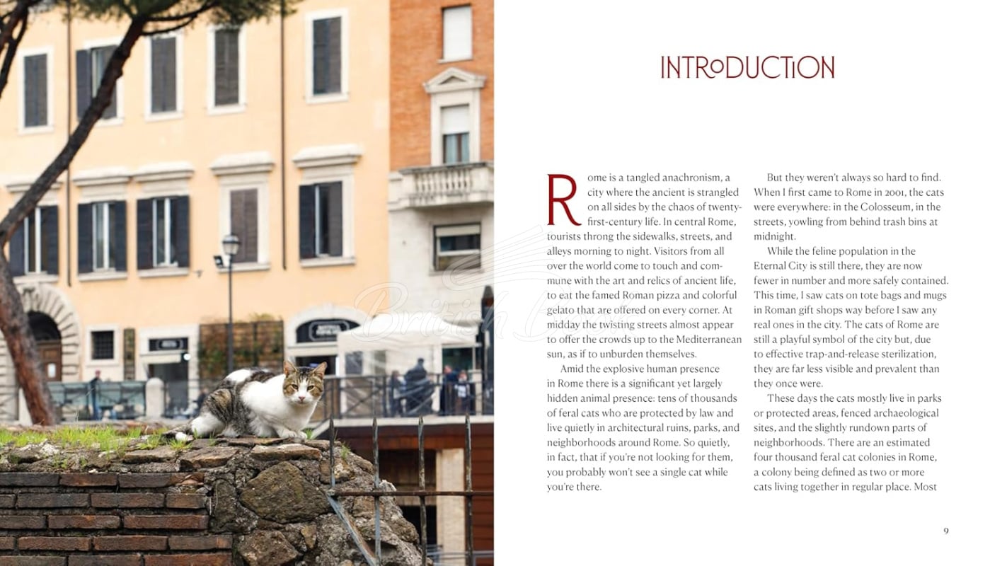 Книга Cats of Rome зображення 2