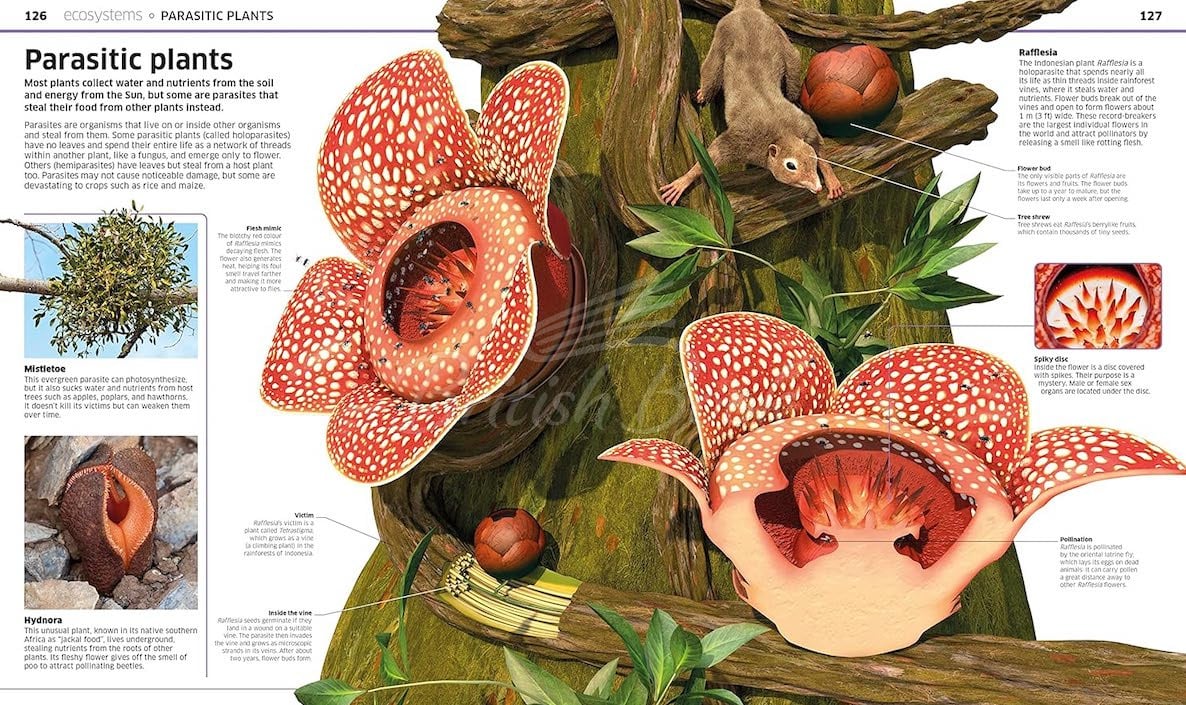 Книга Knowledge Encyclopedia Plants and Fungi! зображення 4