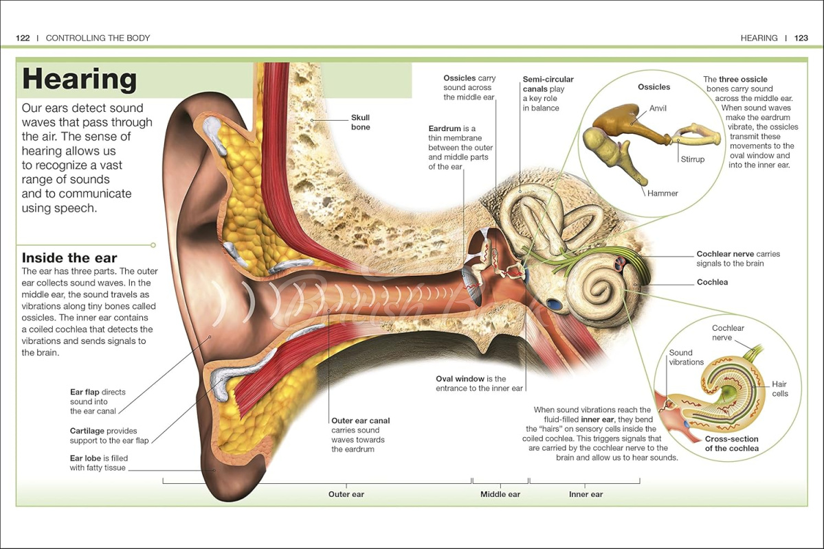 Книга Pocket Eyewitness: Human Body изображение 4