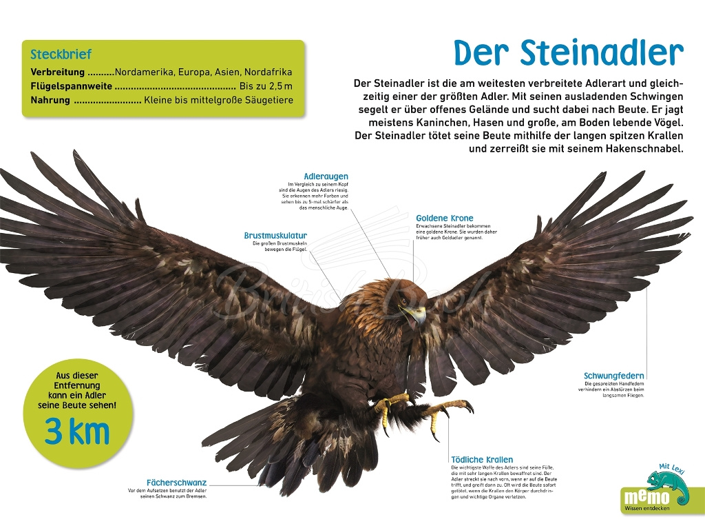 Книга memo Wissen entdecken: Greifvögel und Eulen изображение 4