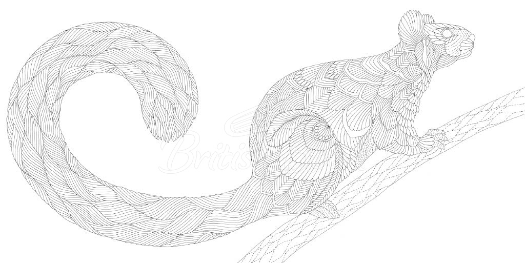 Книга Millie Marotta's Woodland Wild Pocket Colouring изображение 1