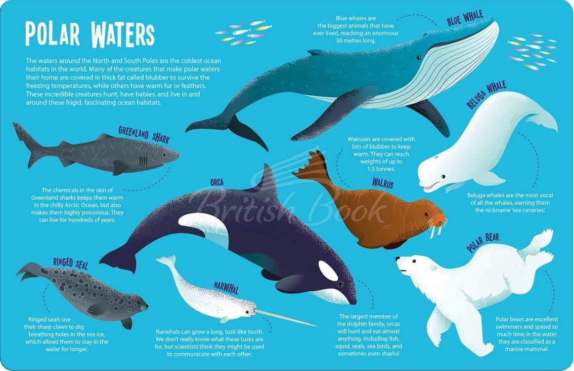 Книга Seek and Find Searchlight: Ocean Animals изображение 6