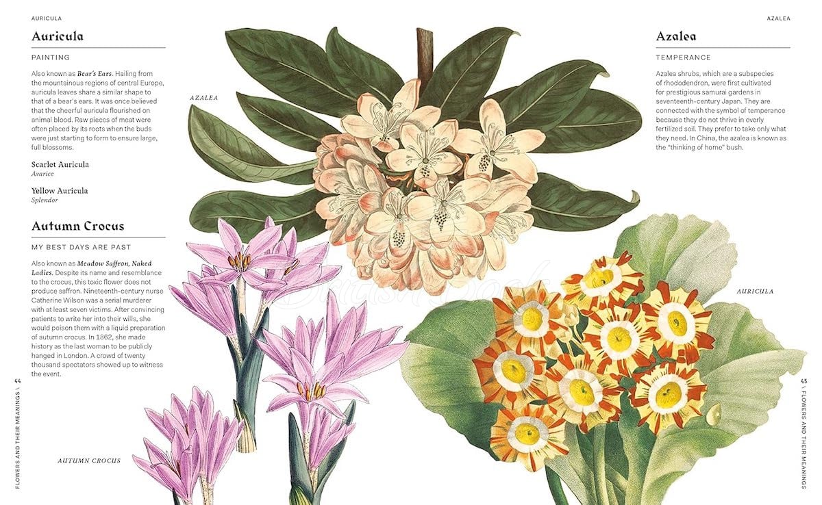 Книга Flowers and Their Meanings изображение 3