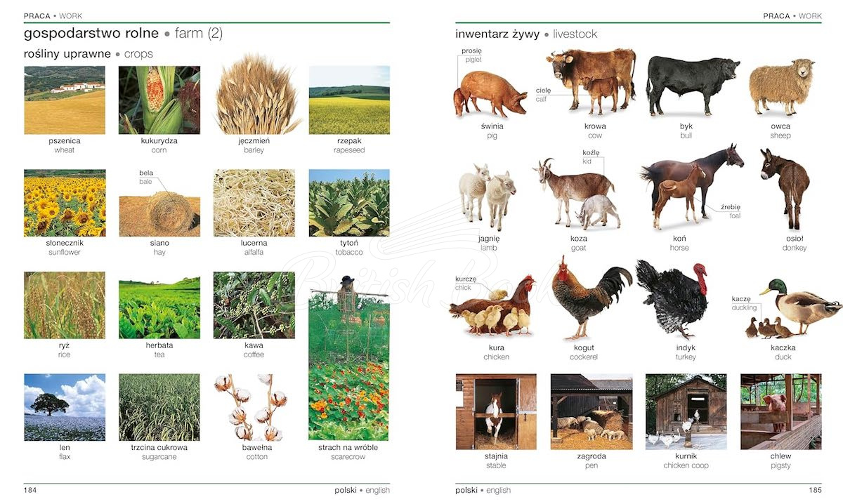 Книга Polish-English Bilingual Visual Dictionary зображення 4