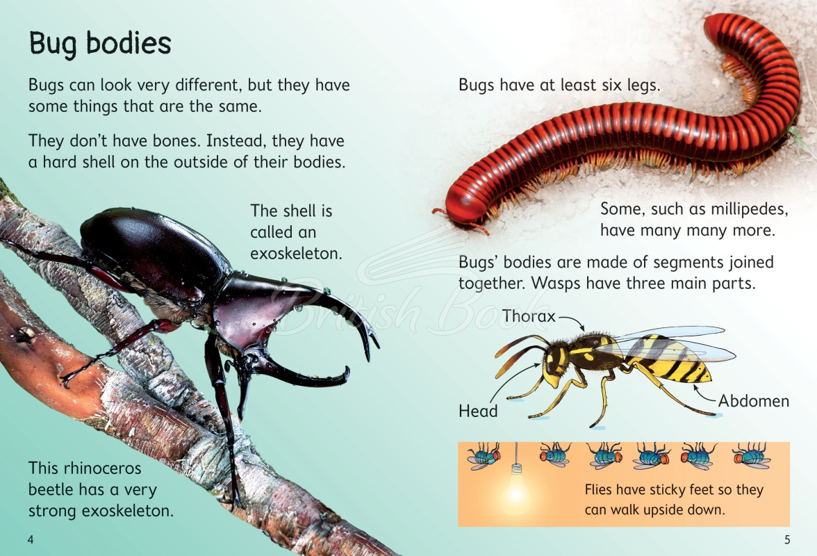 Книга Usborne Beginners Bugs изображение 1