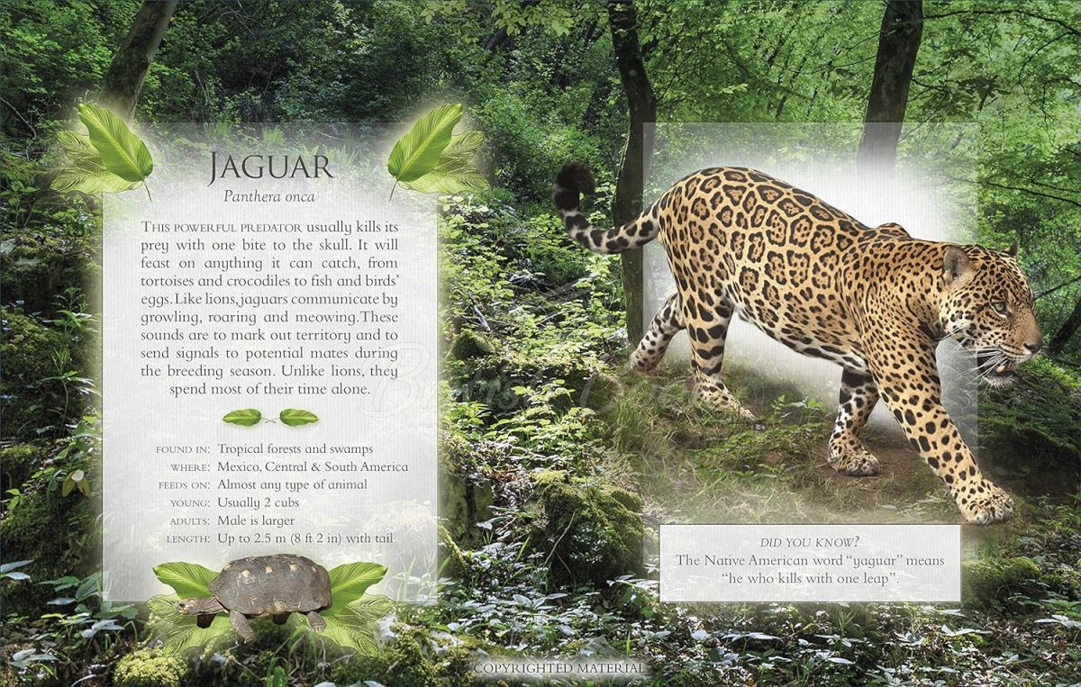 Книга The Little Book of Rainforest Animal Sounds изображение 3