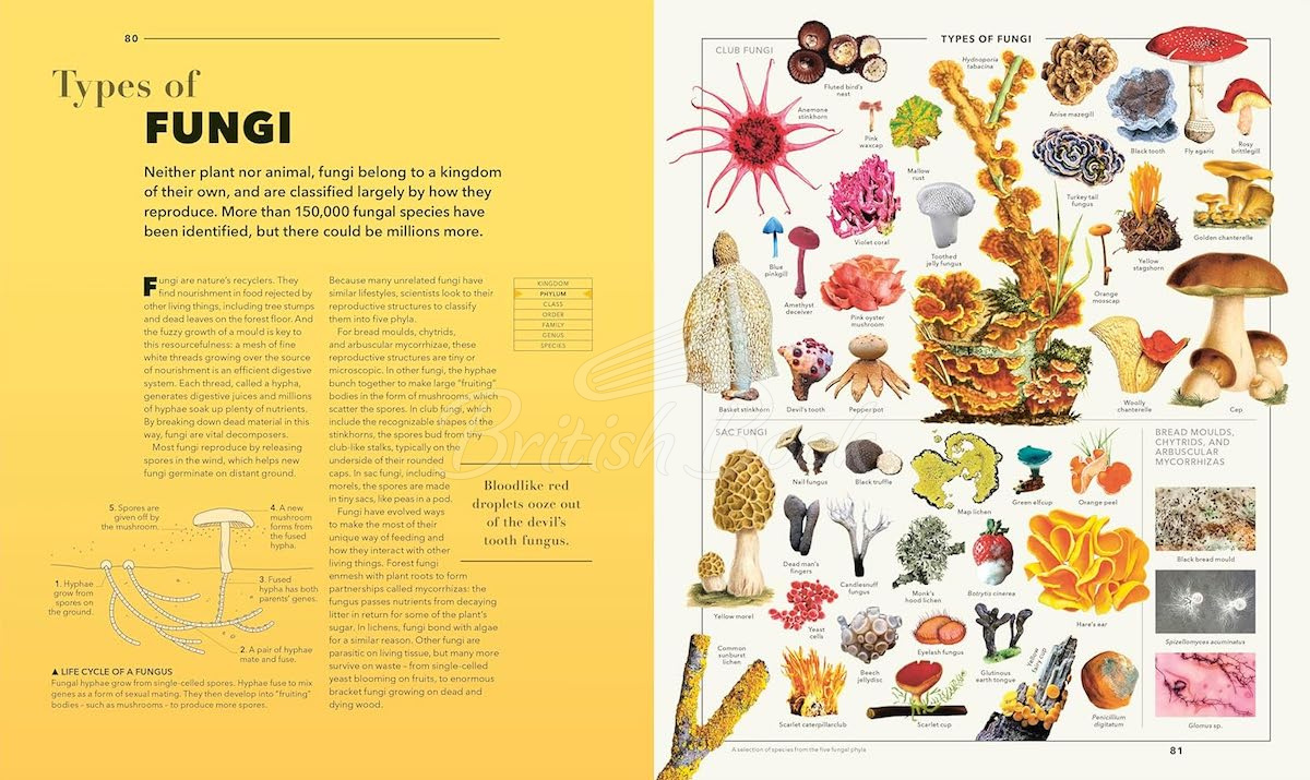 Книга Knowledge: A Visual Compendium изображение 8