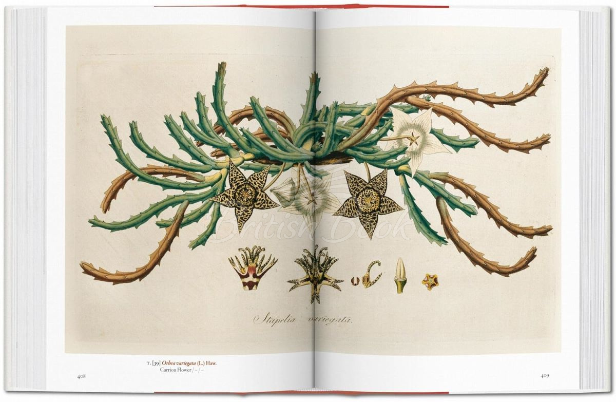 Книга A Garden Eden: Masterpieces of Botanical Illustration изображение 1