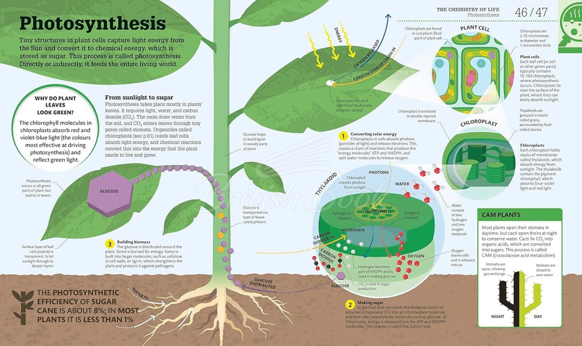 Книга How Biology Works зображення 3