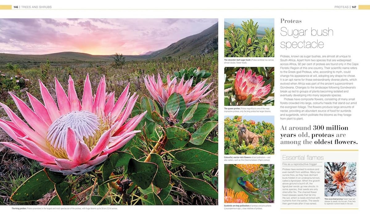 Книга Plants & Fungi: The Definitive Visual Guide изображение 5