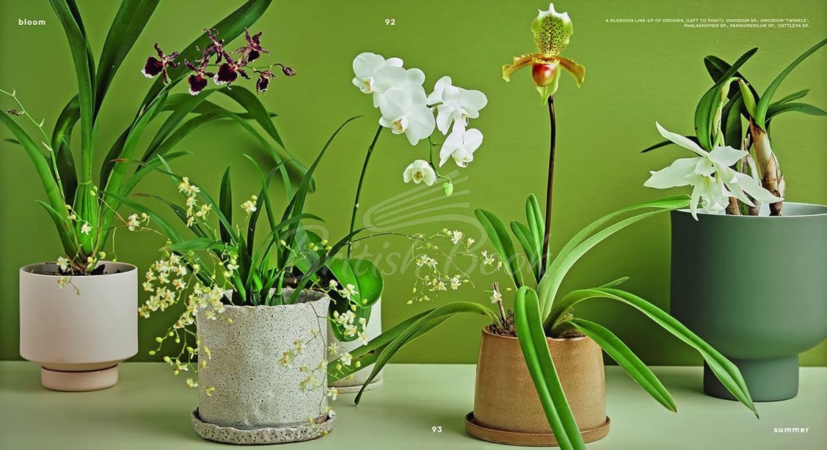 Книга Bloom: Flowering Plants for Indoors and Balconies зображення 3