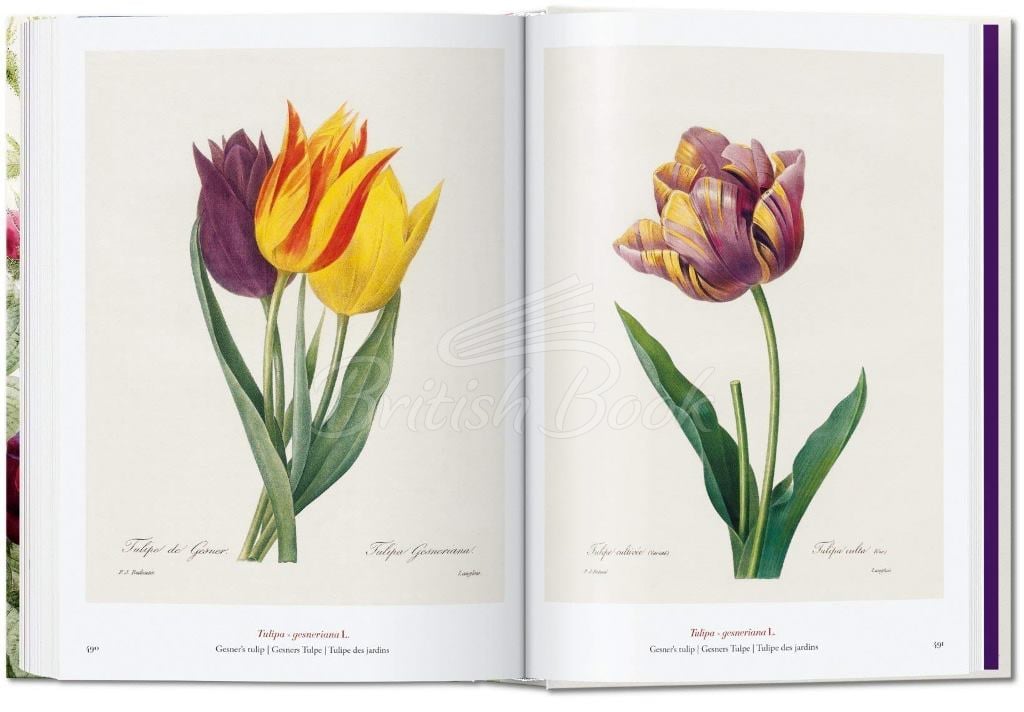 Книга Redouté: The Book of Flowers зображення 6