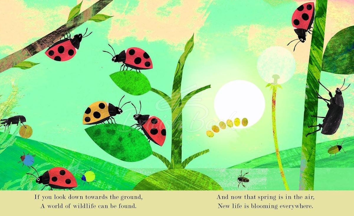 Книга A Peek-Through Introduction to Nature: Bugs изображение 1