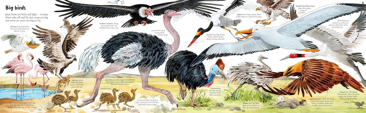 Книга Big Book of Big Animals зображення 3